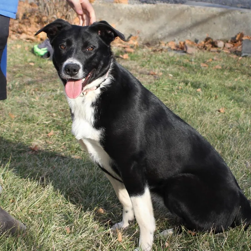 An adult medium-sized female Black Border Collie dog named Nori for adoption in West Richland, WA