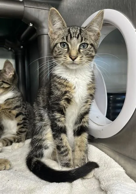 A baby small-sized male Domestic Short Hair cat named Mackerel for adoption in Augusta, GA