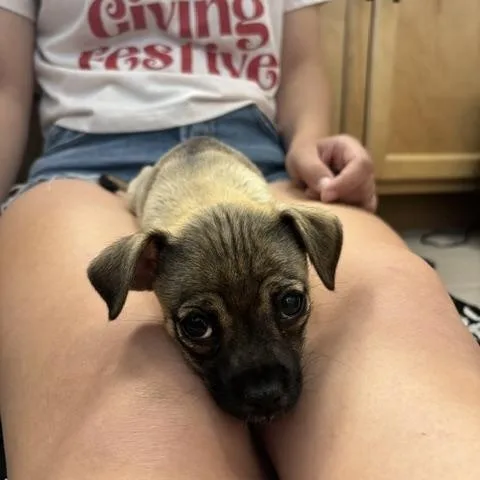 A baby small-sized female Yellow / Tan / Blond / Fawn Chihuahua dog named Winnie for adoption in Gilbert, AZ