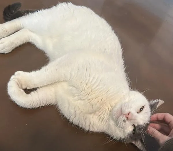 A senior medium-sized male Domestic Short Hair cat named Migos for adoption in Ridgewood, NY