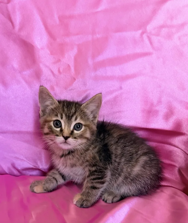 A baby medium-sized female Tabby (Brown / Chocolate) Domestic Short Hair cat named Mabel for adoption in Rowland Heights, CA