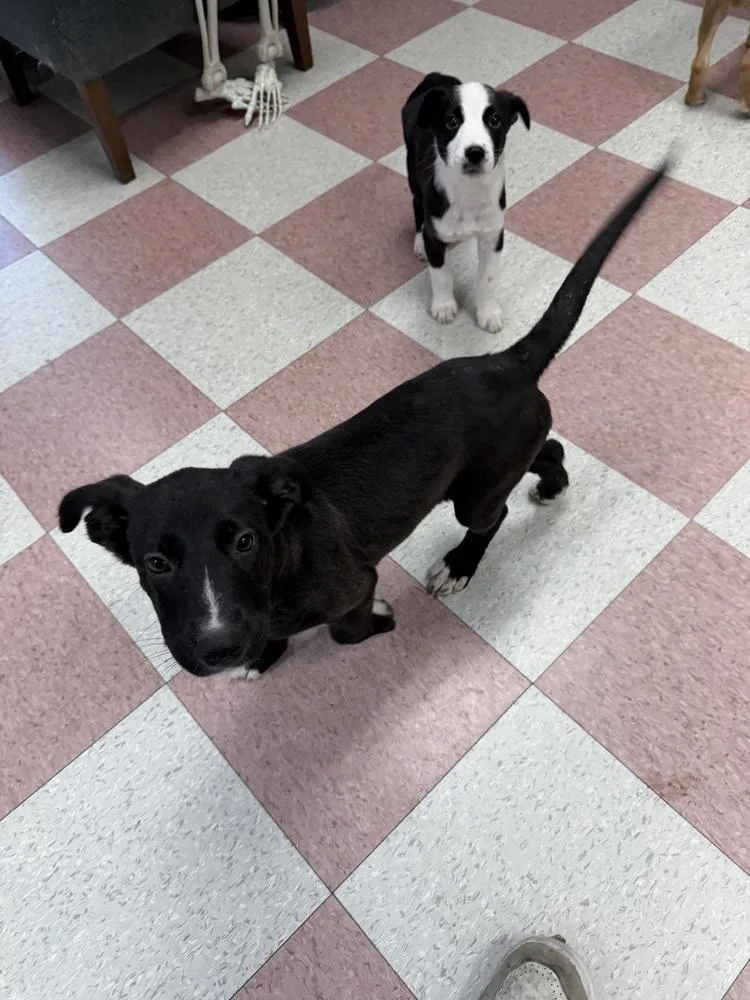 A baby small-sized female Tricolor (Brown, Black, & White) Australian Shepherd dog named Abby for adoption in Ontario, CA