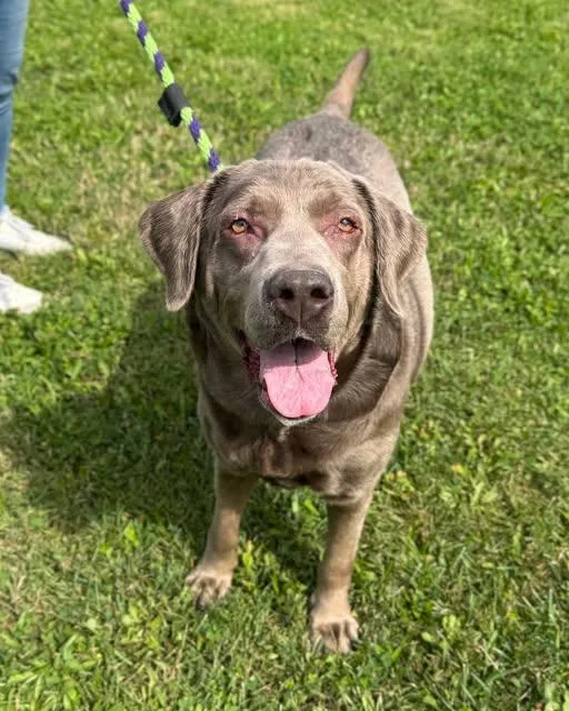 A senior large-sized female Labrador Retriever dog named Molly for adoption in Philadelphia, PA