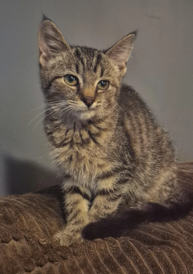 A baby small-sized female Domestic Short Hair cat named Havana for adoption in Clymer, PA
