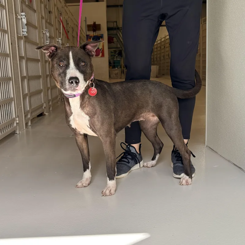 An adult medium-sized female Pit Bull Terrier dog named Zina for adoption in Chicago, IL