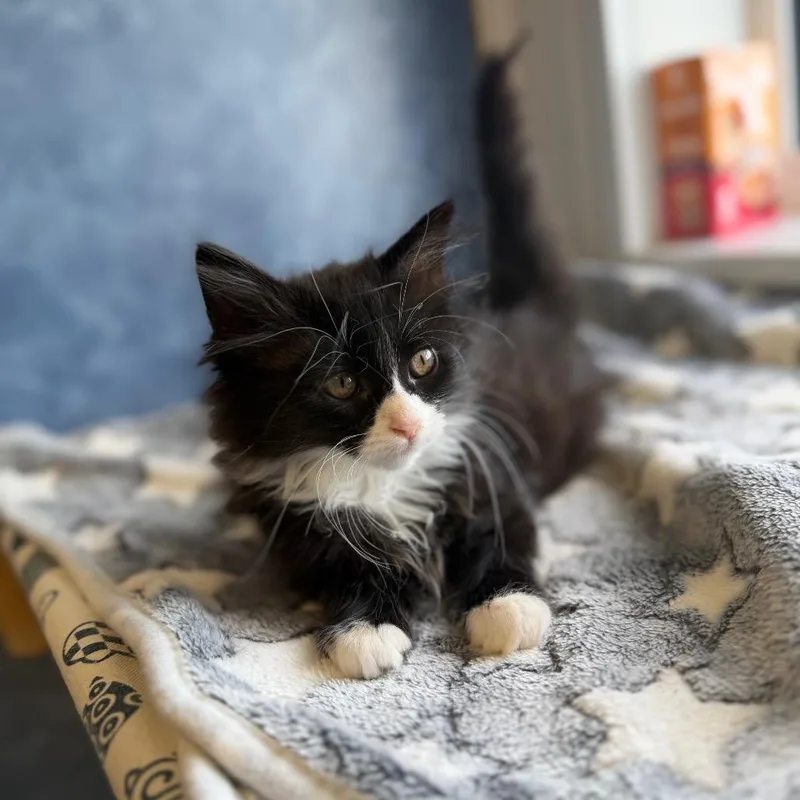 A baby small-sized female Black Domestic Long Hair cat named Chevelle for adoption in Normal, IL