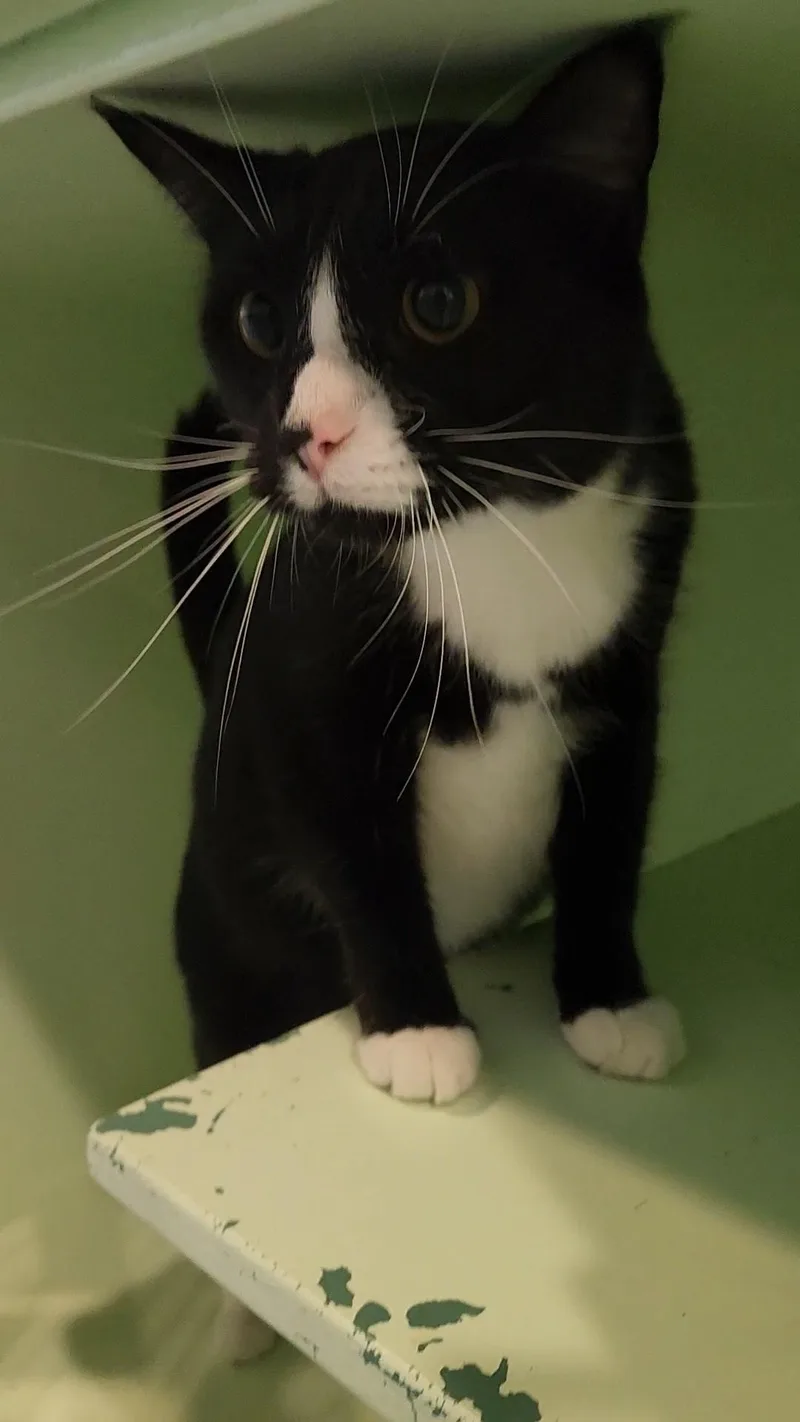 A senior large-sized male Black & White / Tuxedo Domestic Short Hair cat named Scooter for adoption in Charleston, SC