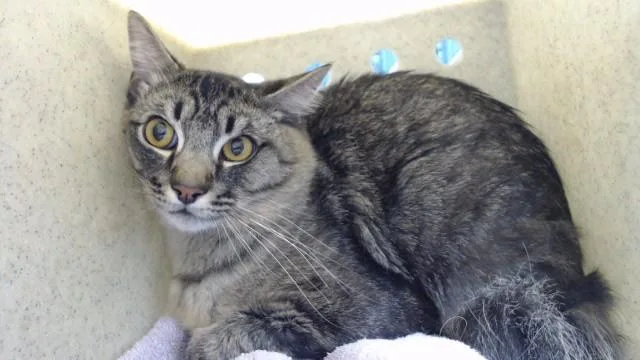 A young medium-sized male Domestic Medium Hair cat named Tiger for adoption in Downey, CA