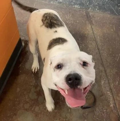 An adult medium-sized female Mixed Breed dog named Sugar for adoption in Cincinnati, OH