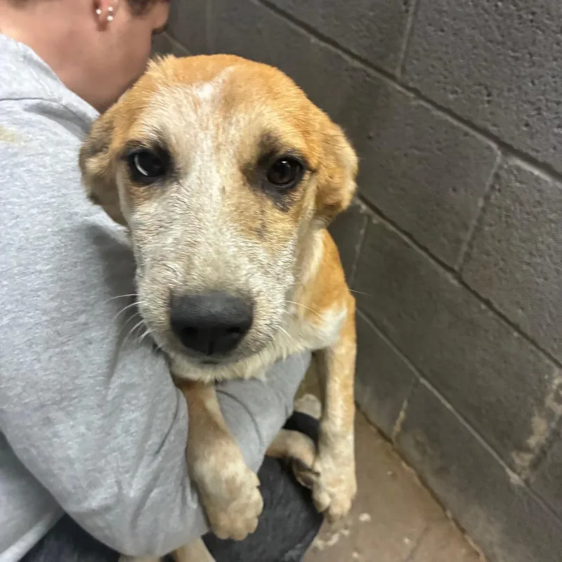 A baby small-sized female Mixed Breed dog named Tiffany for adoption in Corbin, KY