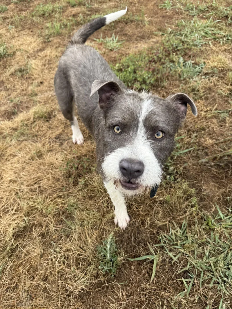 An adult large-sized male Terrier dog named Beau for adoption in Holbrook, NY
