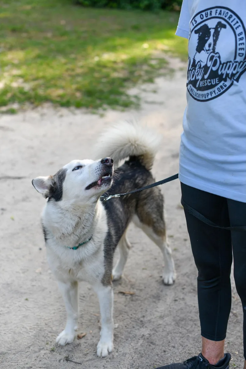 An adult medium-sized male Black Mixed Breed dog named Cheetah for adoption in BONIFAY, FL
