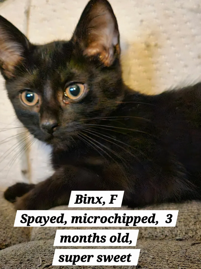 Binx thumbnail 3