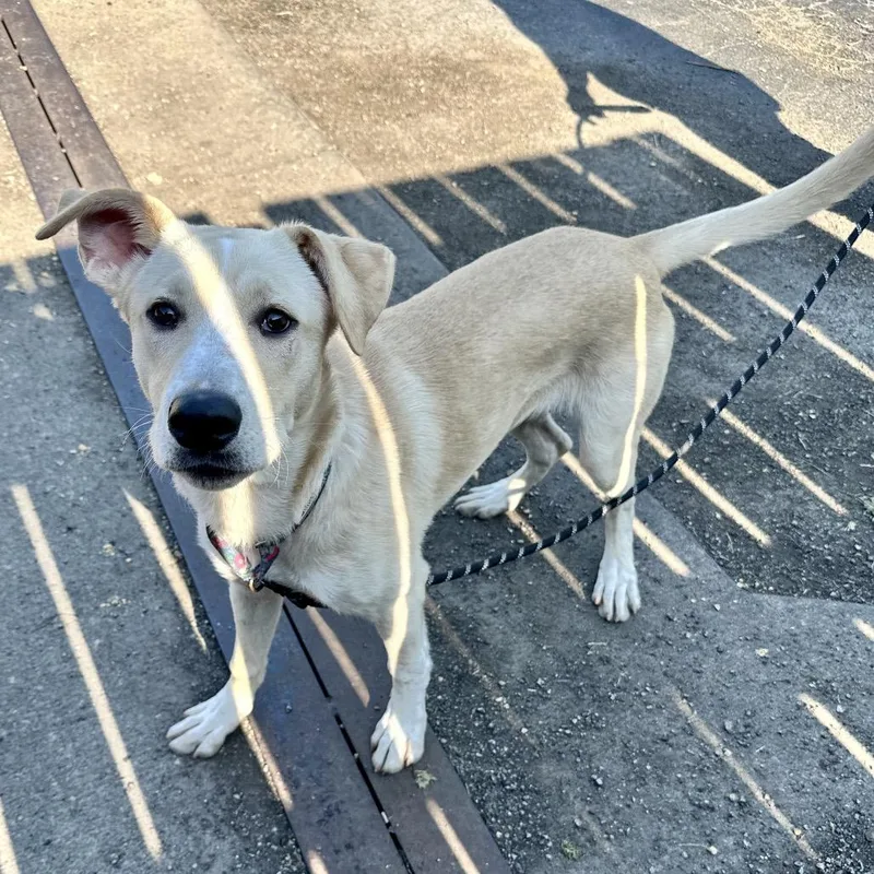 A baby medium-sized male Yellow / Tan / Blond / Fawn Mixed Breed dog named Biggie K for adoption in Union, MO