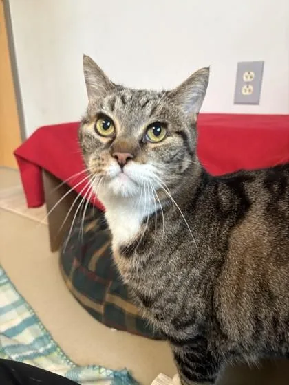 A senior large-sized male Domestic Short Hair cat named Mister Man for adoption in New Hope, PA