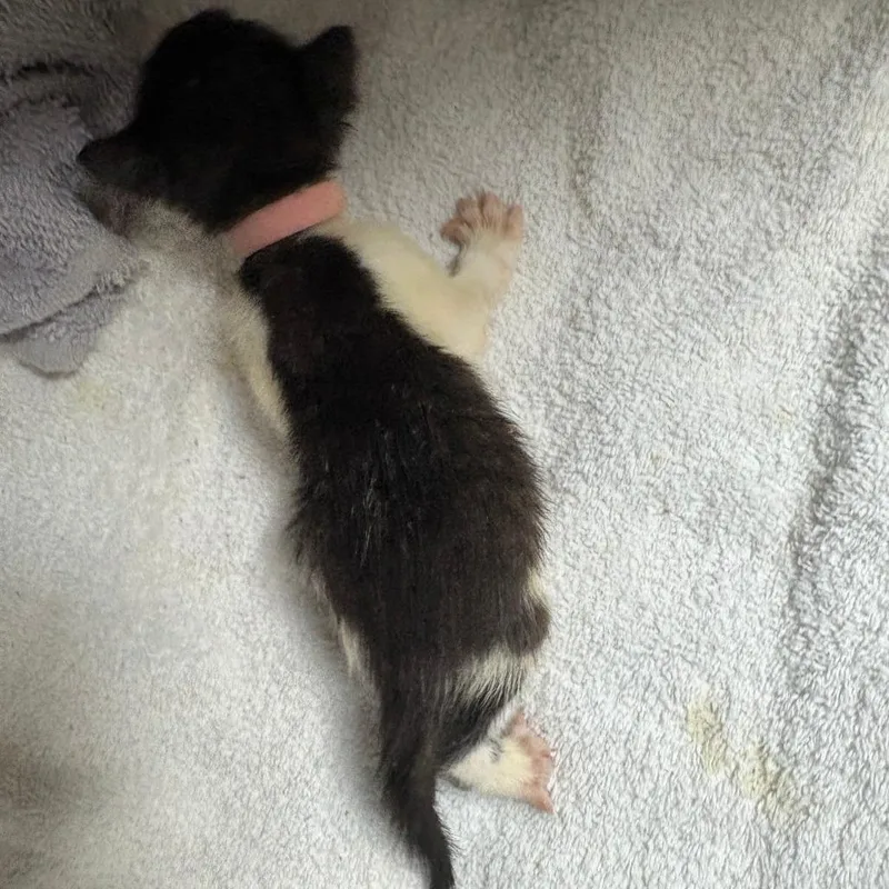 A baby small-sized female Black Domestic Short Hair cat named Toffee for adoption in Columbus, GA