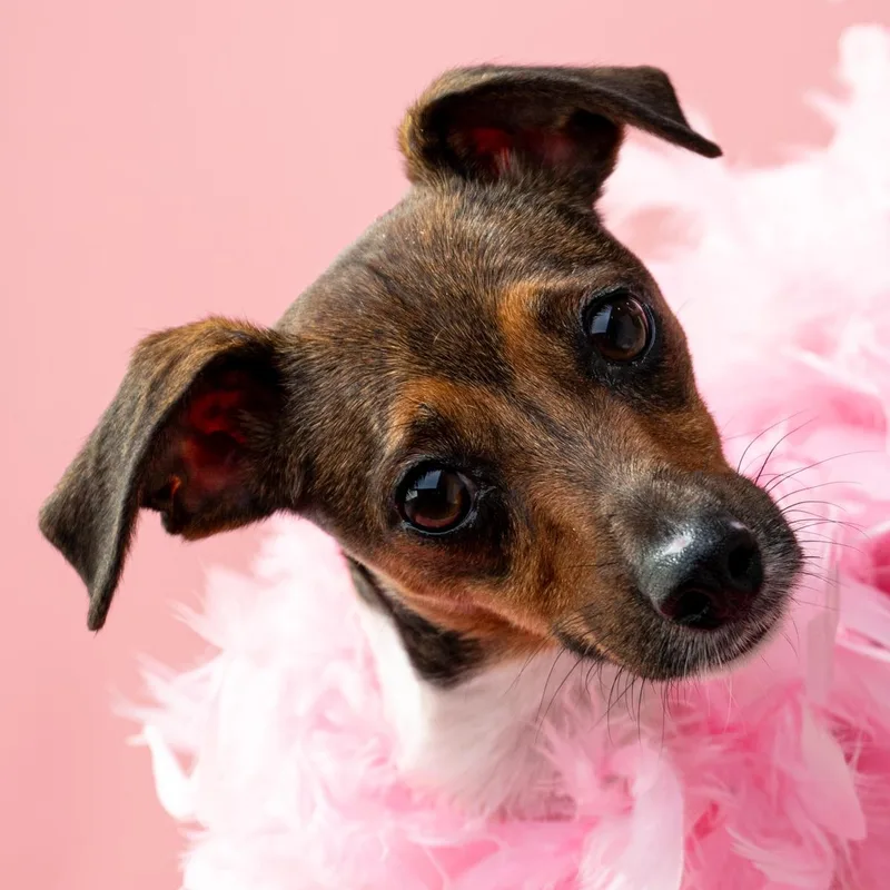 A young small-sized female Jack Russell Terrier dog named Roo for adoption in Mason, TX