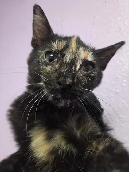 A baby medium-sized female Black Domestic Short Hair cat named 61515734 for adoption in El Paso, TX