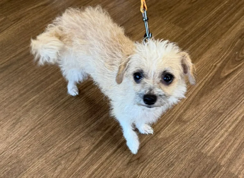 A young small-sized female Apricot / Beige Terrier dog named Celina for adoption in Edinburg, TX