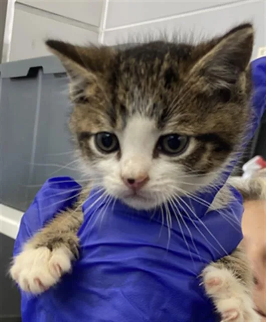 A baby medium-sized male Domestic Short Hair cat named Quigon for adoption in Dallas, TX