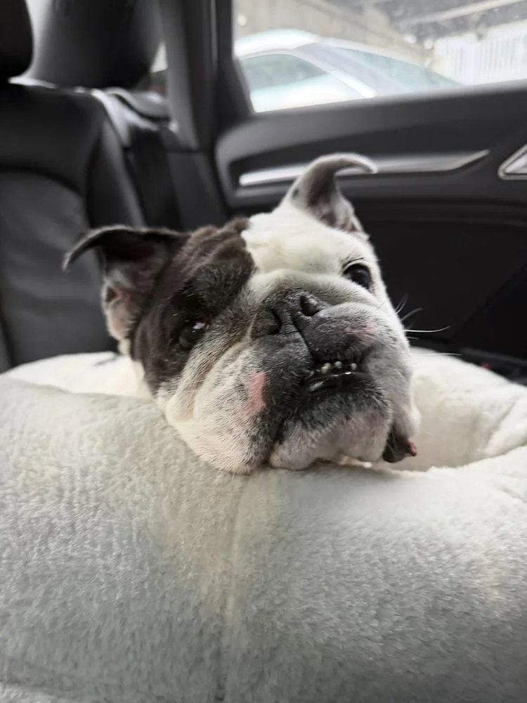 An adult medium-sized female Tricolor (Brown, Black, & White) English Bulldog dog named Tillie for adoption in Brewster , NY