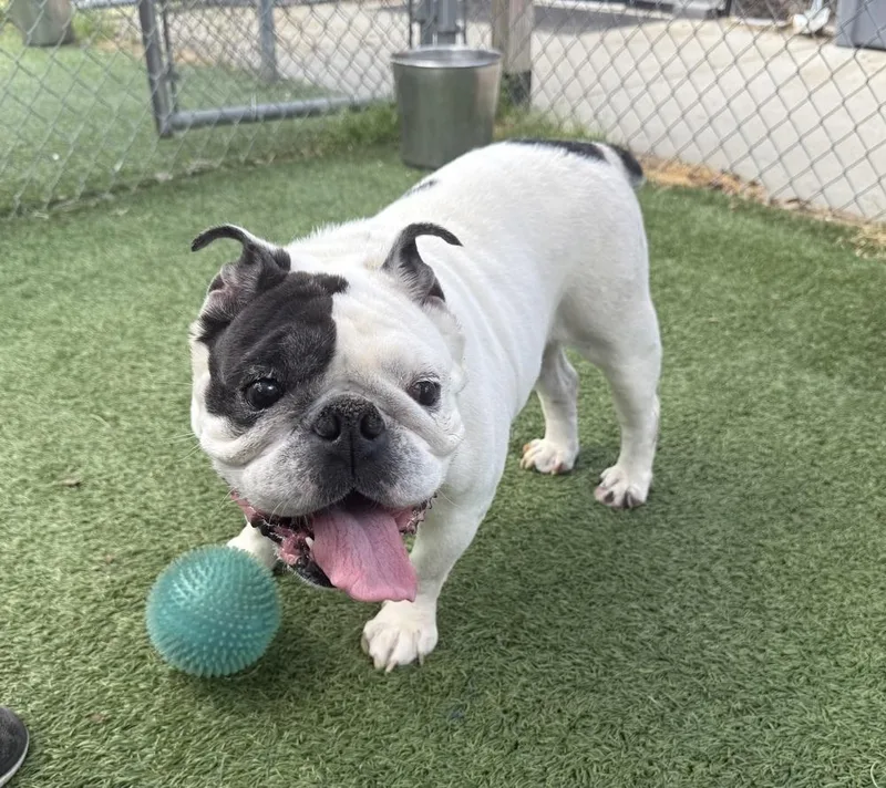 Tillie thumbnail 2