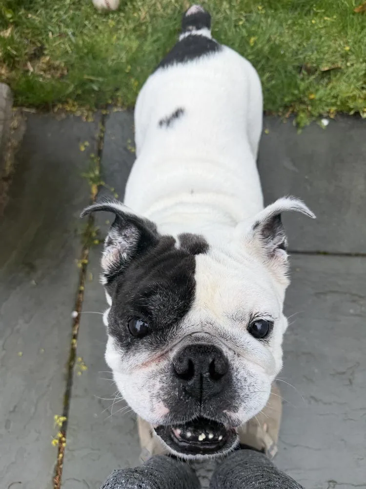Tillie thumbnail 3
