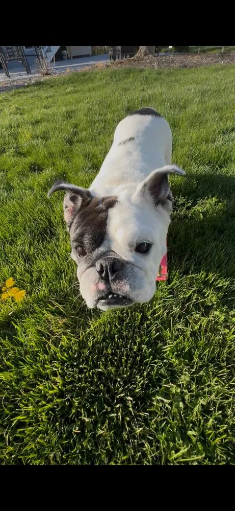 Tillie thumbnail 4