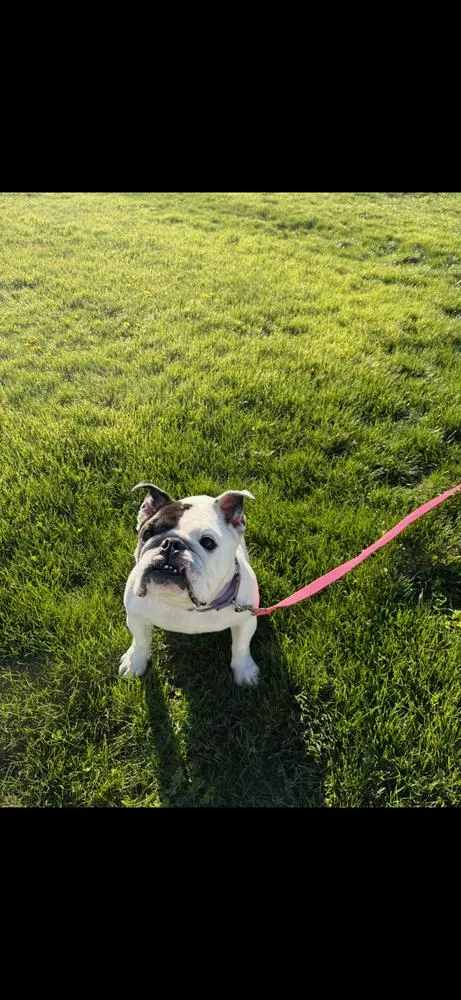 Tillie thumbnail 5
