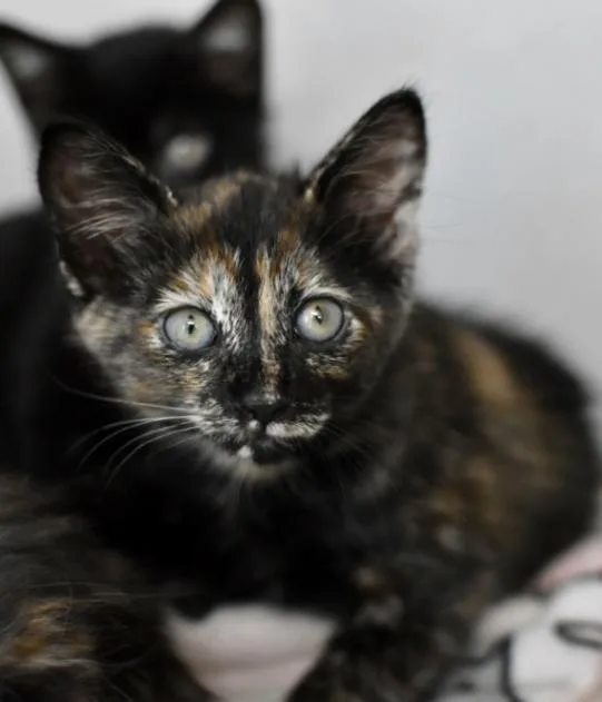 A young medium-sized female Calico Domestic Short Hair cat named Elena for adoption in Marietta, GA