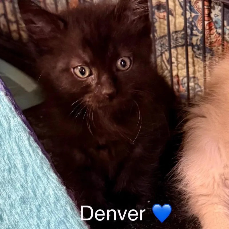 A baby small-sized male Black Domestic Medium Hair cat named Denver for adoption in Peachtree City, GA