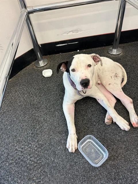 An adult large-sized male Mixed Breed dog named Maxwell for adoption in Dallas, TX