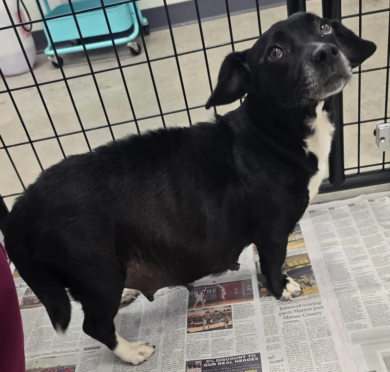An adult small-sized female Corgi dog named Ruthie for adoption in Murphysboro, IL