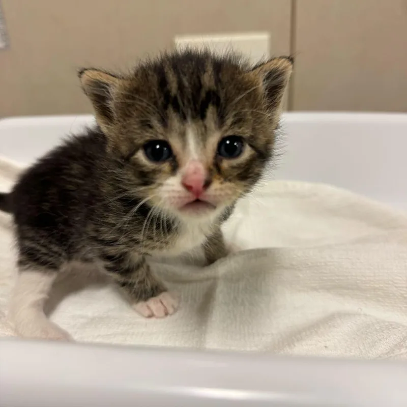 A baby small-sized female Brown / Chocolate Domestic Short Hair cat named Sharon for adoption in Chicago, IL