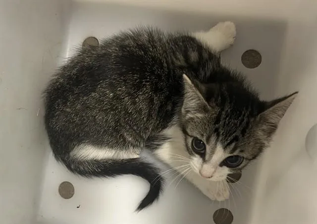 A baby small-sized female Domestic Short Hair cat named Blue for adoption in Olathe, KS
