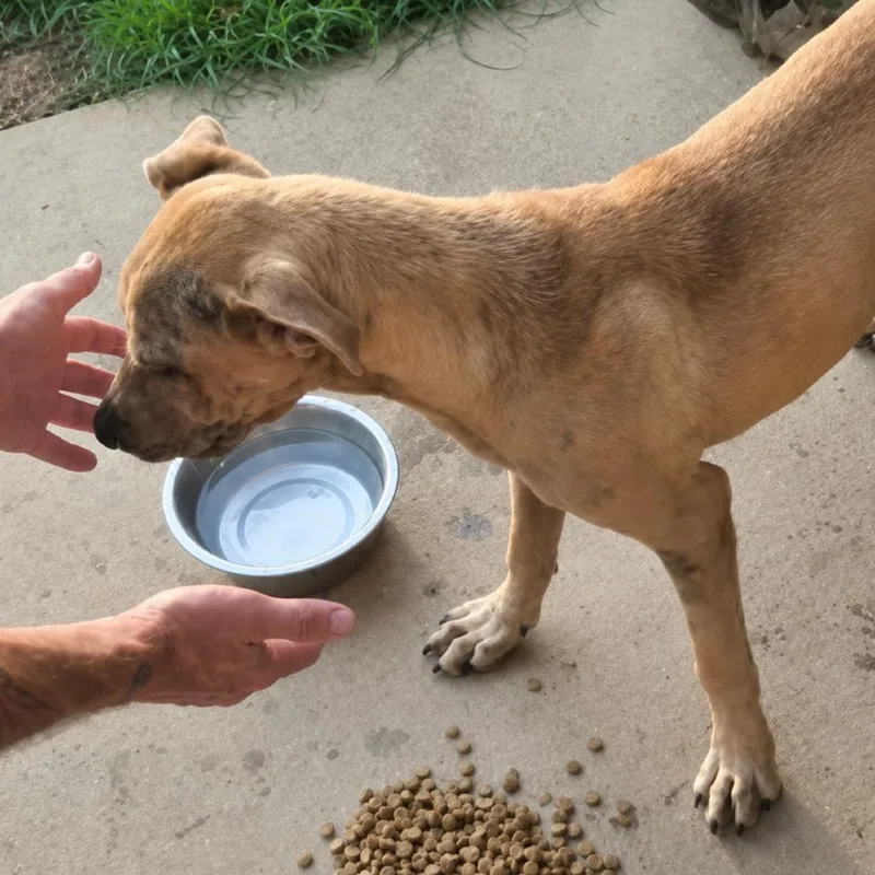 A young small-sized male Brown / Chocolate Yellow Labrador Retriever dog named King for adoption in Rogersville, MO