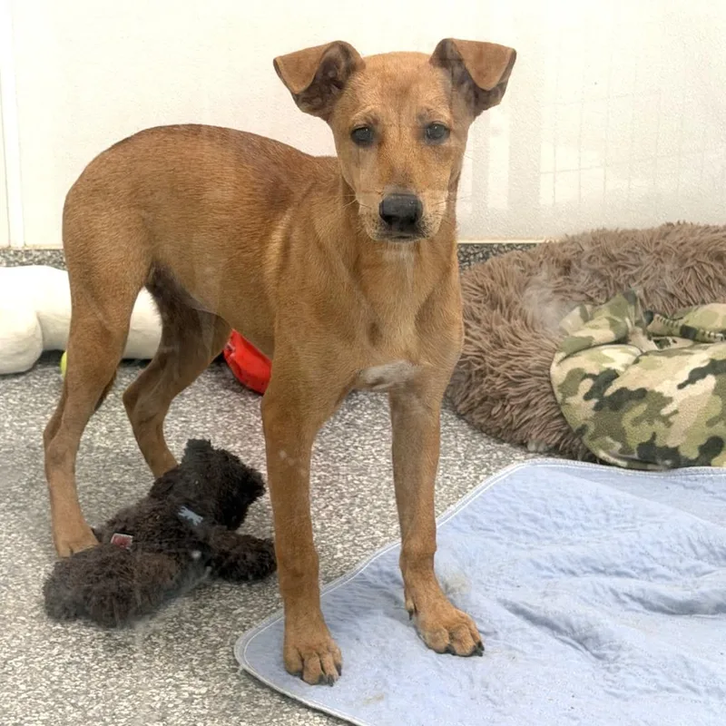 A baby small-sized female Labrador Retriever dog named Lucky Lacey for adoption in Hockley, TX