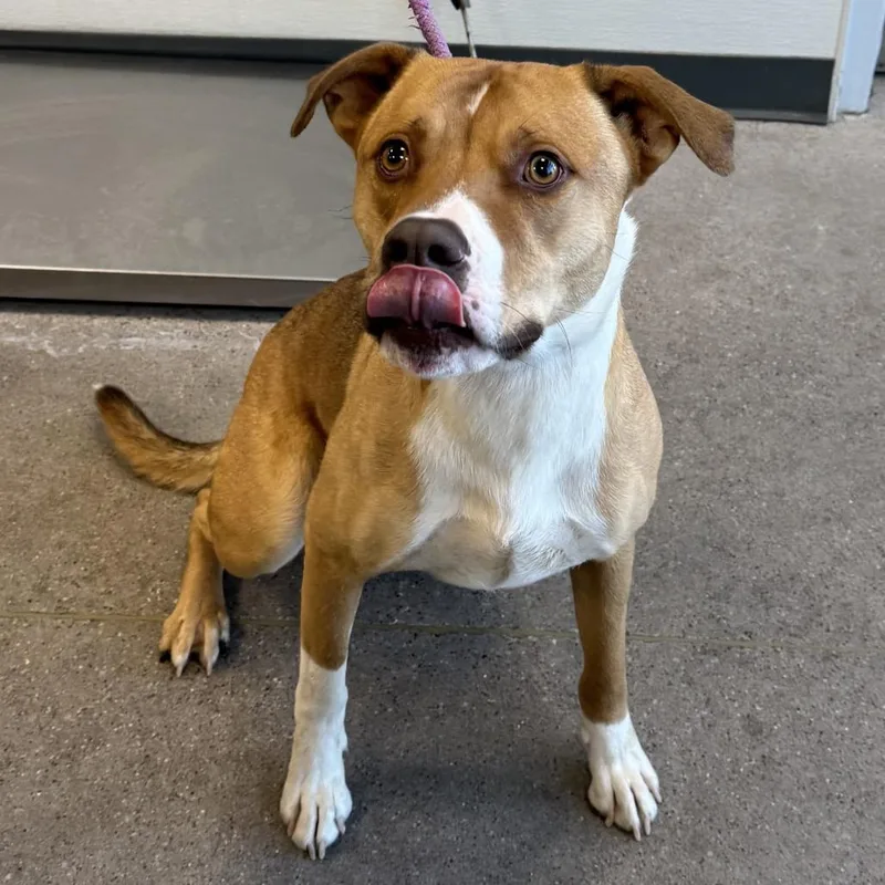 An adult medium-sized male Brown / Chocolate Mixed Breed dog named Zeus for adoption in Las Cruces, NM