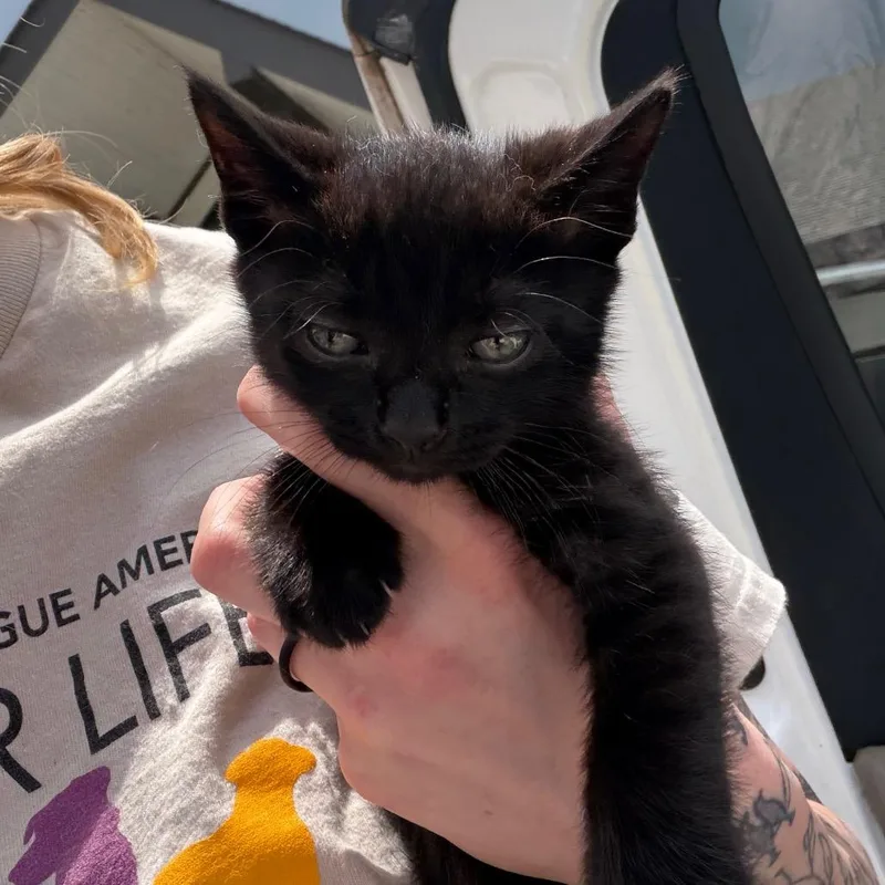 A baby small-sized male Black Domestic Medium Hair cat named Black Diamond for adoption in Marshall, TX