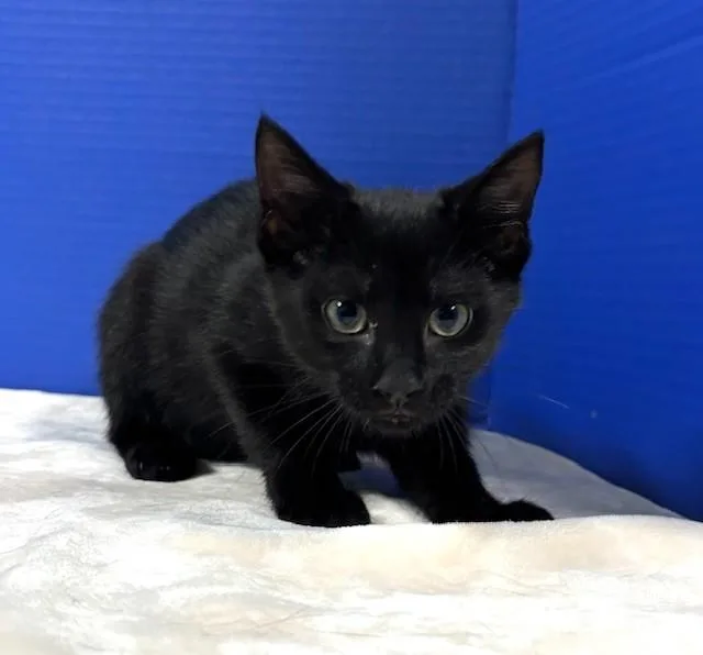 A baby medium-sized female Black Domestic Short Hair cat named Butterfly for adoption in Hawk Point, MO