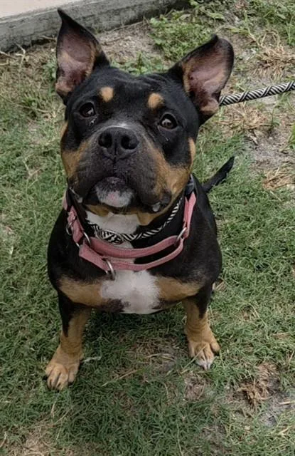 An adult large-sized female American Staffordshire Terrier dog named Rose for adoption in Fort Lauderdale, FL