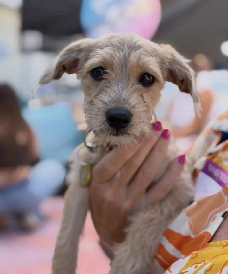 A baby small-sized female Terrier dog named Mabel for adoption in Pasadena, CA