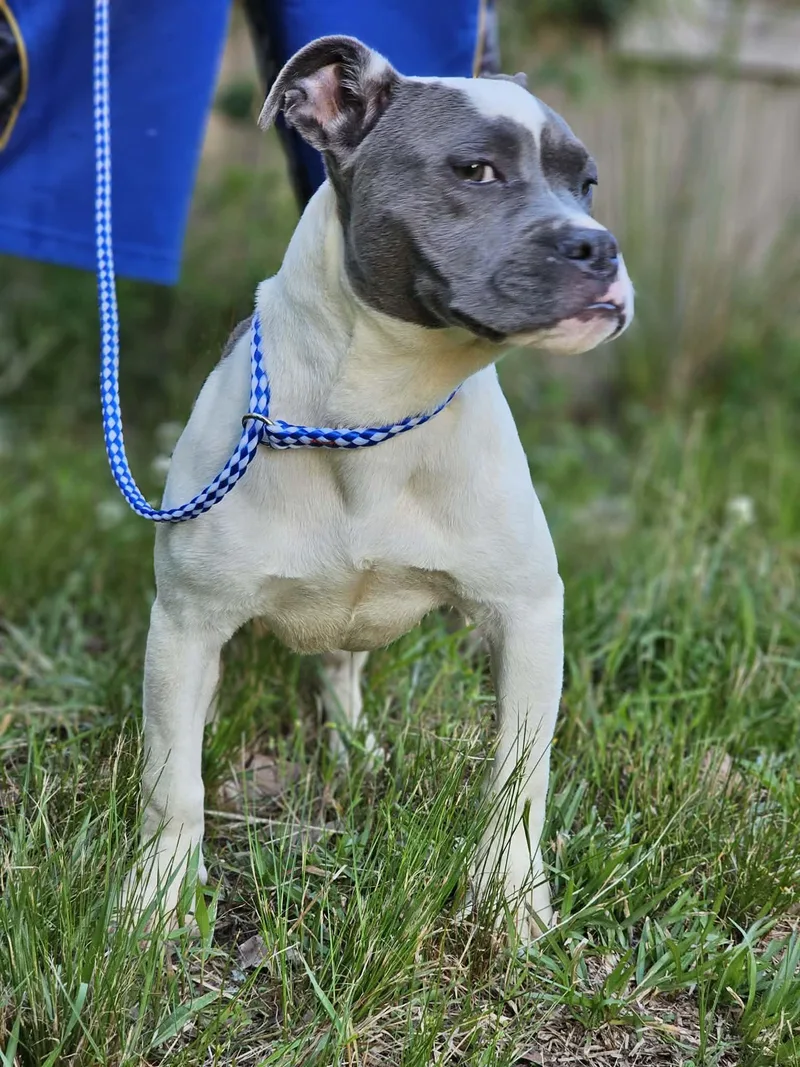 A young medium-sized female Gray / Blue / Silver Bulldog dog named Wynn for adoption in Fort Payne, AL
