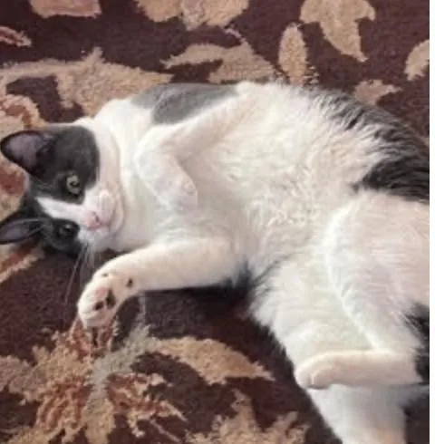 An adult medium-sized female Gray & White Domestic Short Hair cat named Coco for adoption in Cincinnati, OH