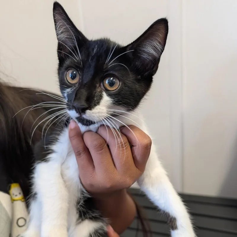 A baby small-sized male Black Domestic Short Hair cat named Arthur for adoption in Clearwater, FL