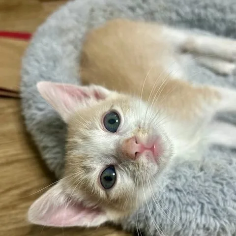 A baby medium-sized male Domestic Short Hair cat named Tim for adoption in Allen, TX