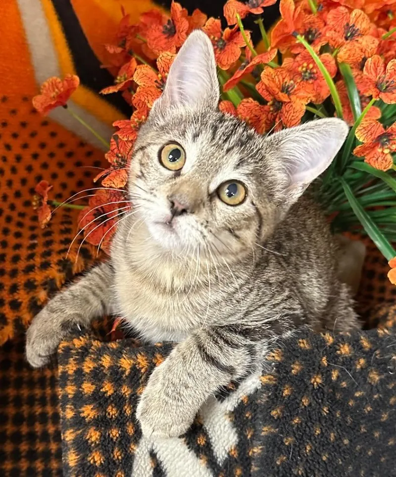 Dorothy