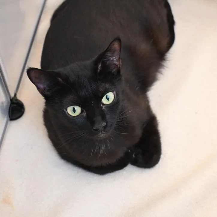A young small-sized female Black Domestic Short Hair cat named Cleopatra for adoption in Westport, CT