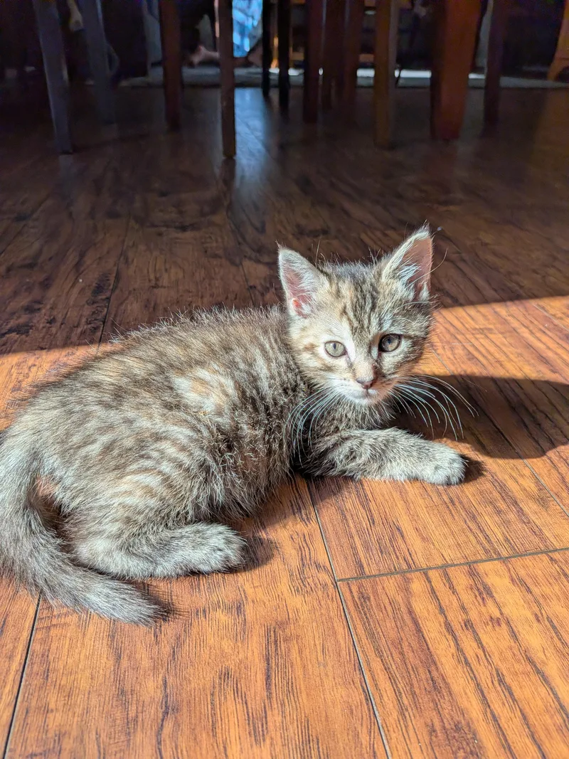 A baby medium-sized female Domestic Short Hair cat named Daisy for adoption in Columbia, MD
