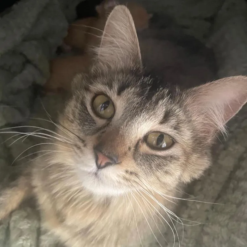 Rosie thumbnail 3